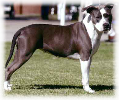 The American Staffordshire Terrier is a tough breed, bu