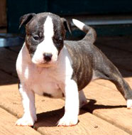 American_Staffordshire_Terrier_Puppies.jpg