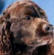 American_Water_Spaniel_Middle_Aged.jpg