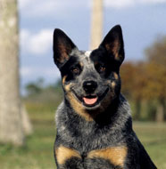 http://dogbreedsinfo.org/images/Australian_Cattle_Dog_Middle_Aged.jpg