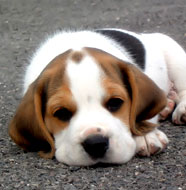 Beagle_Puppy.jpg
