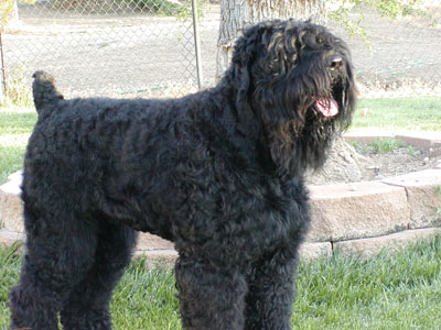 Black_Russian_Terrier_Middle_Aged.jpg