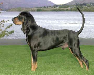 Black_and_Tan_Coonhound_Middle_Aged.jpg