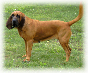 Bloodhound_Dog
