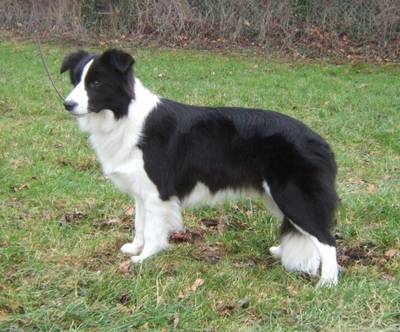 border_collie_middle_aged