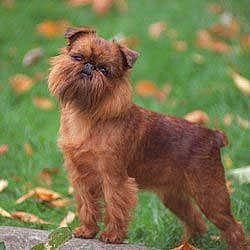 Brussels_Griffon_Middle_Aged.jpg