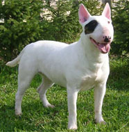 http://dogbreedsinfo.org/images/Bull_Terrier_Middle_Aged.jpg
