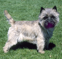 Cairn_Terrier_Middle_Aged.jpg