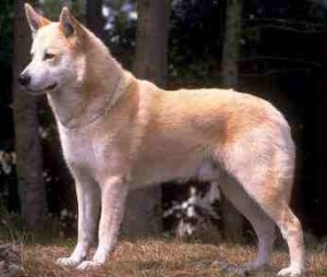 Canaan_Dog_Middle_Agee.jpg