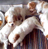 puppies for sale in maine. Maine Dogs and Puppies For