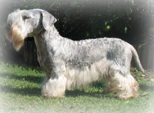 cesky terrier the cesky terrier is a great breed for no