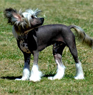 chinese_crested_dog_middle_age
