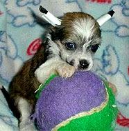 chinese_crested_dog_puppy