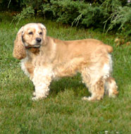cocker spaniel middle aged