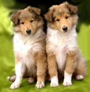 Golden retriever pups for sale gumtree