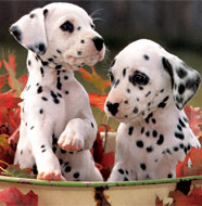 Dalmatian_Puppy.jpg