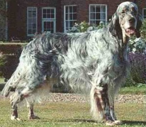 english_setter_middle_aged