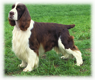 The English Springer Spaniel is an extremley playful br