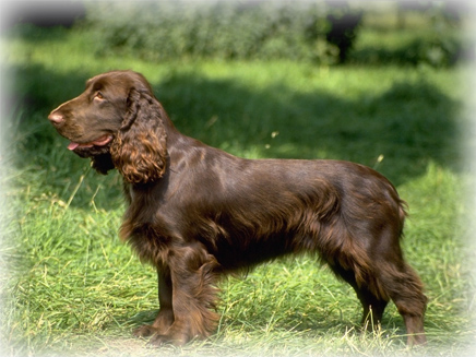 The Field Spaniel is as good a hunting dog as it is a l