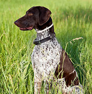 German_Shorthaired_Pointer_Middle_Aged.jpg