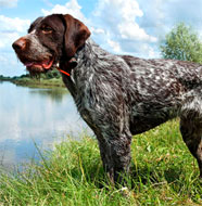 German_Wirehaired_Pointer_Middle_Aged.jpg