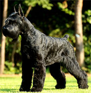 giant_schnauzer_middle_aged