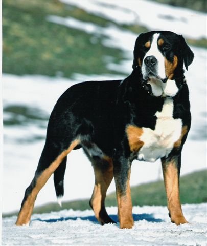Greater_Swiss_Mountain_Dog_Middle_Aged.JPG