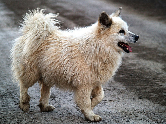 Icelandic Sheepdog older