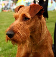 irish terrier middle aged