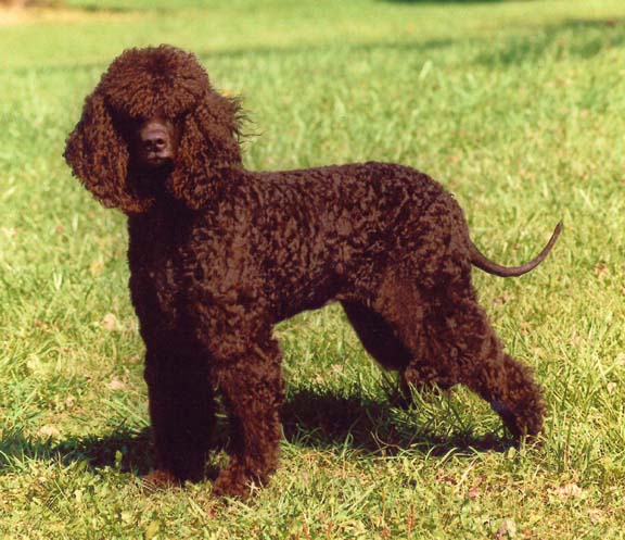 Irish Water Spaniel pictures, information, training, grooming and ...