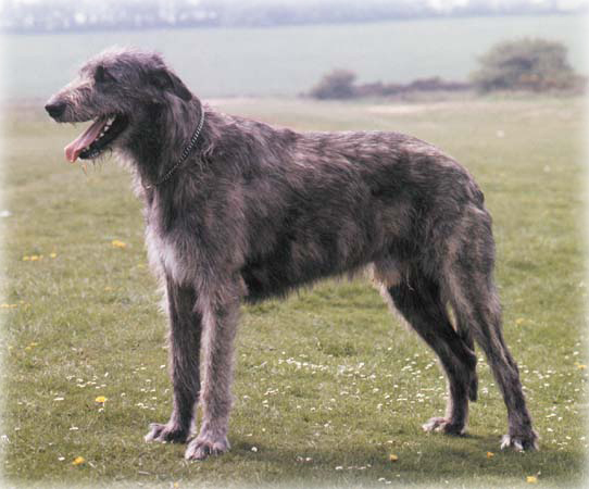 Irish_Wolfhound_Dog