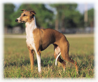 The Italian Greyhound is a lively little breed, with lo
