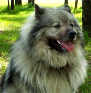 keeshond_middle_aged