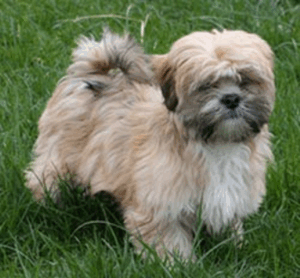 Lhasa Apso Puppies on Lhasa Apso Pictures  Information  Training  Grooming And Puppies