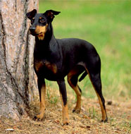 Manchester_Terrier_Middle_Aged.jpg