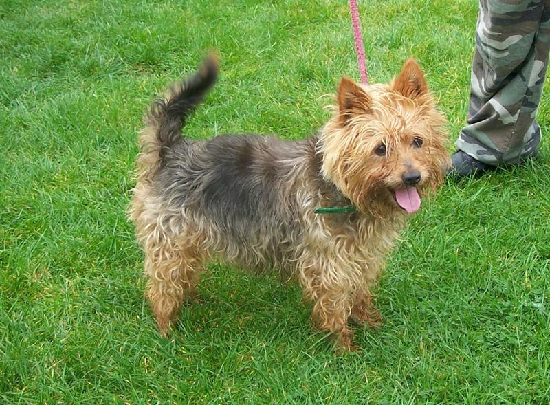 Middle_Aged_Yorkshire_Terrier.jpg