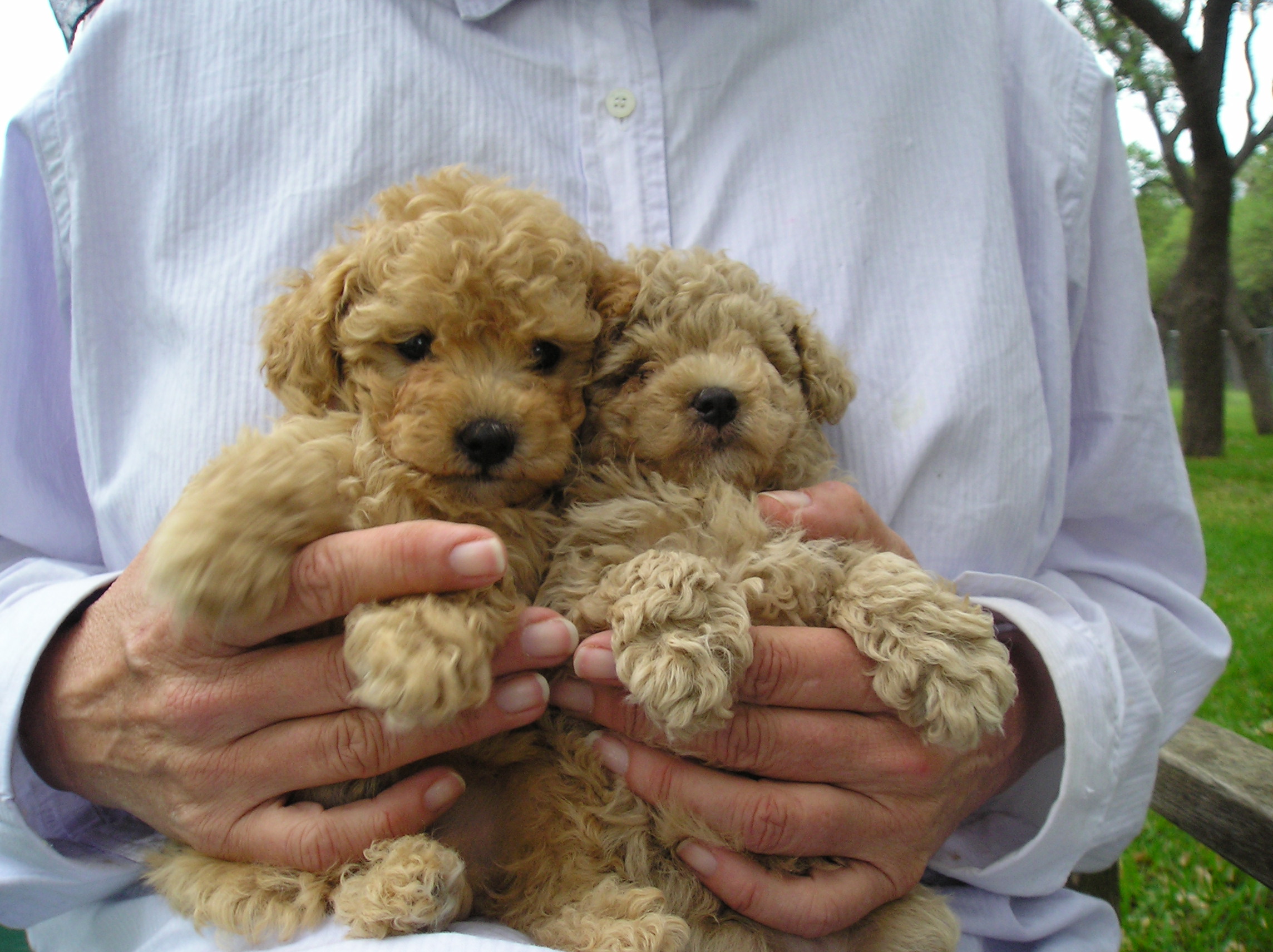 Miniature_Poodle_Puppies.JPG