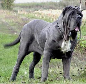 Neapolitan Mastiff pictures, information, training, grooming and ...