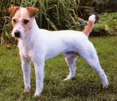 how do you groom parson russell terrier