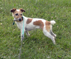 Parson_Russell_Terrier_Middle_Aged.jpg