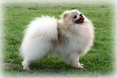 Pomeranian_Dog.jpg
