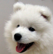 Samoyed_Puppy.jpg