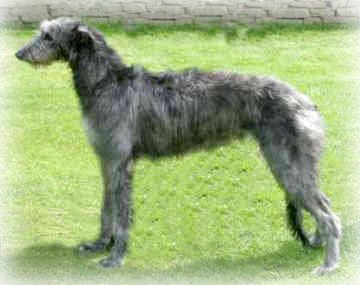 Scottish_Deerhound_Dog