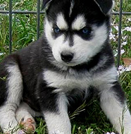 Siberian Husky Pictures. Puppies: Siberian_Husky_Puppy. Middle Aged: