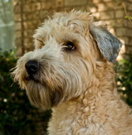 Soft_Coated_Wheaten_Terrier_Middle_Aged.jpg