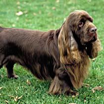 Sussex_Spaniel_Middle_Aged.jpg
