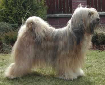 tibetan_terrier_middle_aged