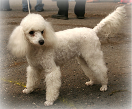 Toy_Poodle