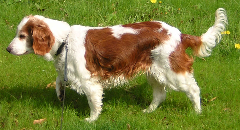 Pictures Of Springer Spaniel Puppies. Welsh Springer Spaniel