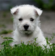 West_Highland_White_Terrier_Puppy.jpg
